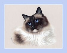 Ragdoll cat seal for sale  UK