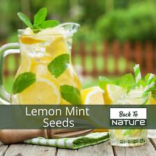 Sementes de ervas menta limão - Não OGM - Crescimento rápido e sabor ótimo - Frete rápido comprar usado  Enviando para Brazil