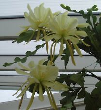 Epiphyllum crenatum scented for sale  MIDDLESBROUGH