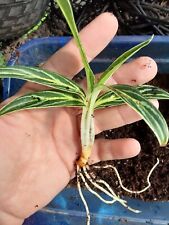 Aglaonema bamboo chinese for sale  Lyons