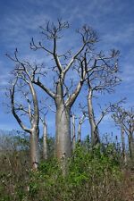 10 Pachypodium Rutenbergianum semi Cactus Plantes Grasse Baobab seeds caudex for sale  Shipping to South Africa