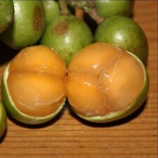 Grafted spanish lime for sale  USA