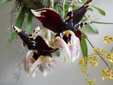 phragmipedium orchid for sale  Shipping to Ireland