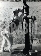 Vintage animali cani usato  Roma