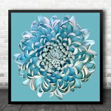 Blue chrysanthemum flower for sale  UK