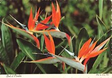 Postcard HI Flowers Hawaiian Bird of Paradise Exotic Orange Colorful Strelitzia for sale  Shipping to South Africa