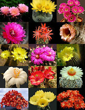 Flowering cactus mix for sale  Miami
