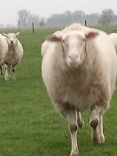 Schafwolle unsortiert rohwolle gebraucht kaufen  Wangerland