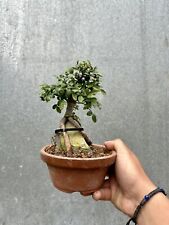 Chinese elm bonsai for sale  ERITH