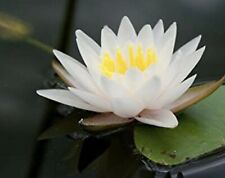 Hardy water lily for sale  Central