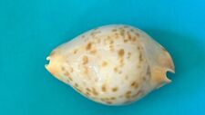 Used, CYPRAEA ZOILA FRIENDII KOSTINI (NORTHERN FORM) DEAD COLLECTED F++ 65.3 MM for sale  Shipping to South Africa