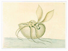 Argonaut paper nautilus for sale  DEREHAM