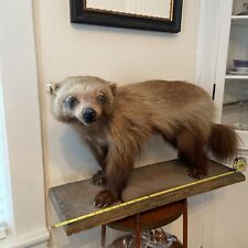 Taxidermy full size for sale  Highland Park
