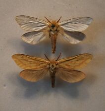 Ghost moth pair for sale  CHORLEY