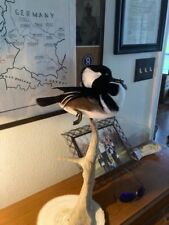 Vintage duck mount for sale  Weatherford