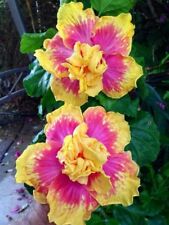 Double pink yellow for sale  Ravensdale