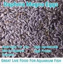 Daphnia magna eggs for sale  Shipping to Ireland