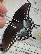 Papilio troilus spicebush for sale  Depauw