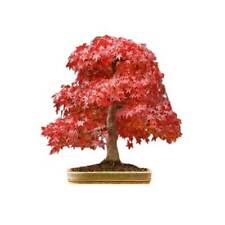 Graines acer rubrum d'occasion  Sabres