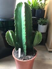 Large euphorbia cactus for sale  COLWYN BAY