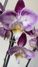 Rchidee phalaenopsis gebraucht kaufen  Dessau-Roßlau