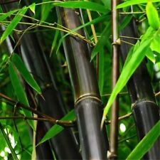 Black bamboo seeds for sale  Raeford