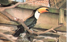 Usado, Cartão postal VINTAGE: TOCO TUCAN no PENSCYNOR BIRD ZOO comprar usado  Enviando para Brazil