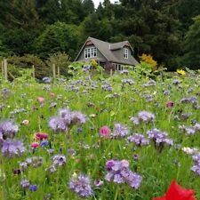 Wild flower seeds for sale  Shipping to Ireland