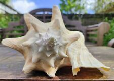 Impressive large conch for sale  SWANSEA