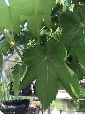 Seedless grape vine for sale  KIRKCUDBRIGHT