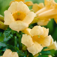 Campsis flava yellow for sale  UK