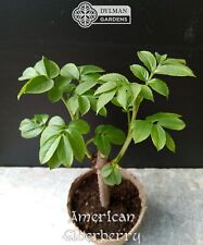 American elderberry plants for sale  Sheridan