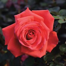 Rose bush fragrant for sale  GLASGOW