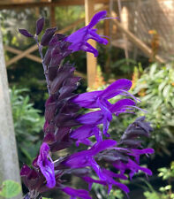 Salvia amistad plug for sale  BECCLES