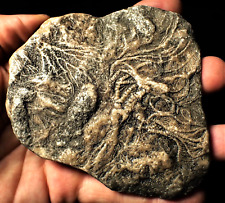 Large detailed crinoid for sale  Shipping to Ireland