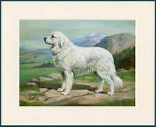 PYRENEAN MOUNTAIN DOG LOVELY PRINT MOUNTED READY TO FRAME for sale  COLEFORD