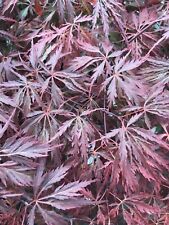 Japanese maple heartbeat for sale  Woodburn