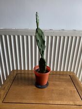 Opuntia vulgaris prickly for sale  WADHURST