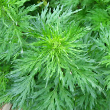 Artemisia vulgare 1000 for sale  Shipping to Ireland