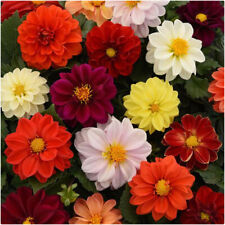 Dahlia figaro mixed for sale  LINCOLN