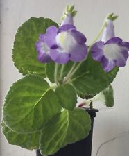 Achimenes relation eucodonia for sale  UK