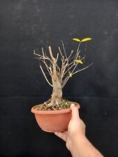 Pre bonsai melograno usato  Montevarchi