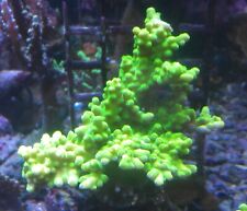 Coral frags sps for sale  FAVERSHAM