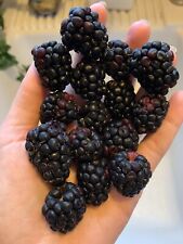 Blackberry seeds homegrown for sale  Copperas Cove