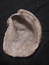 Large shell fossil for sale  Florence