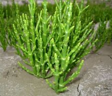 Samphire plant edible for sale  WORKSOP