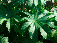 Zansibariensis seeds for sale  SALISBURY