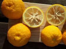 Citrus junos yuzu for sale  ST. ASAPH