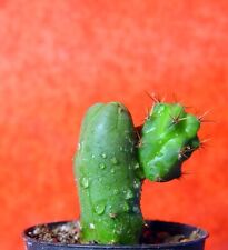 Trichocereus kaktus bridgesii gebraucht kaufen  Nürnberg