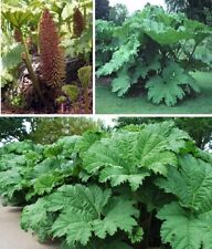 Gunnera manicata giant for sale  Shipping to Ireland